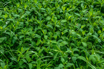In spring, green grass Polygonum aviculare grows in the wild .