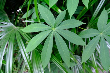 Compound leaf type of Gossampinus malabarica. Scientific name Bombax ceiba and common names Malabar silk-cotton tree, red silk-cotton, or kapok tree.