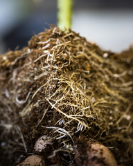 Cannabis plant and root structure from indoor coco grow