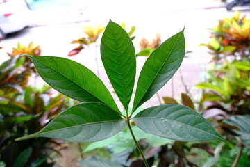 Compound leaf type of Gossampinus malabarica. Scientific name Bombax ceiba and common names Malabar silk-cotton tree, red silk-cotton, or kapok tree.