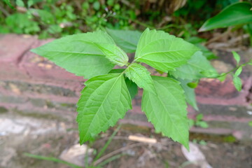 Simple leaf type of Komba-komba (Eupatorium odoratum) is a plant that has properties as a mosquito repellent and is widely used also as a cure for various diseases