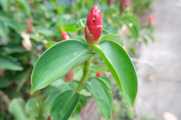 Fresh red flower of Crape ginger, Malay ginger, Spiral Flag, Wild ginger, Indian Head Ginger (Cheilocostus Speciosus) on tree in the garden
