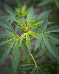 Cannabis leaves from the marijuana plant close up 