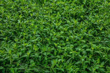 Obraz premium In spring, green grass Polygonum aviculare grows in the wild .