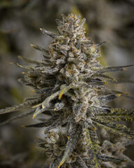 Beautiful live cannabis plants, flowers and buds. Fresh marijuana. 