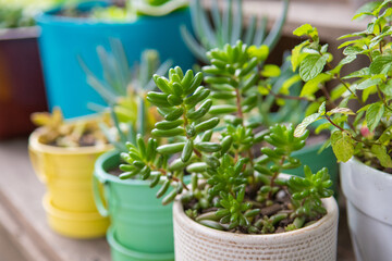 jelly bean succulent