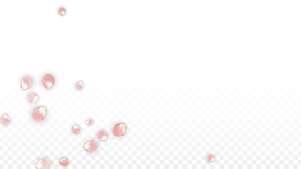 Pink Vector Realistic Petals Falling on Transparent Background.  Spring Romantic Flowers Illustration. Flying Petals. Sakura Spa Design. Blossom Confetti. Design Elements for Wedding Decoration.