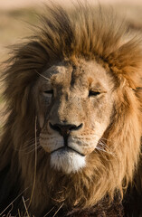 nice picture of the face of the lion the king of the savannah or jungle, resting in the African savannah of South Africa is one of the big five of Africa and the great predator.