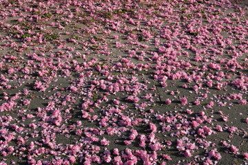 FU 2020-04-16 Kirsch 135 Auf dem Asphalt liegen rosa Kirschblüten