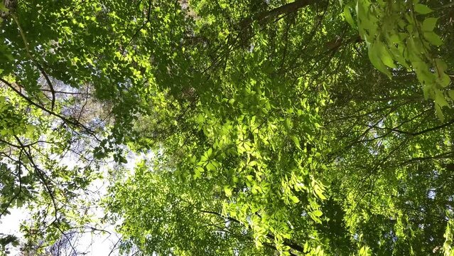 縦型　新緑の歴史公園と復原住居