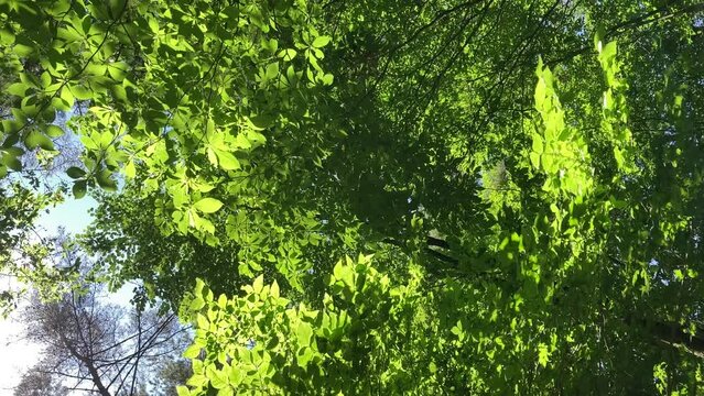 縦型　新緑の歴史公園と復原住居