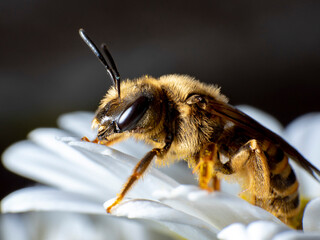 A bee taking pollen from a daisy flower
