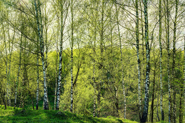 Fototapeta na wymiar Birches with young leaves lit by sunlight in spring or summer.