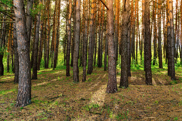 Fototapeta na wymiar Sunset or dawn in a pine forest in spring or early summer.