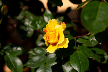 incredibly beautiful yellow rose in the garden, blooming beautiful flowers