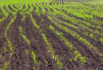 Fototapeta na wymiar Seedling of corn in an agricultural garden, agriculture for vegetarians