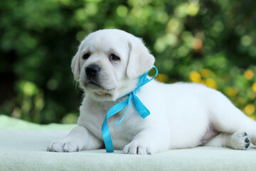 a nice yellow labrador puppy on the blue background