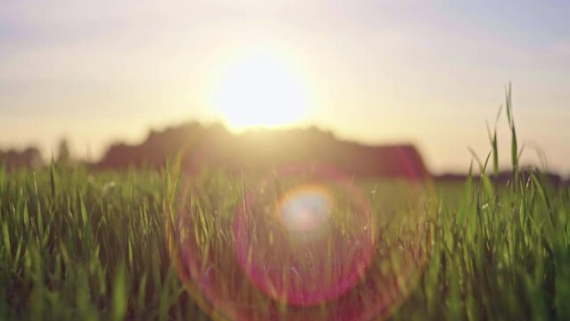 Background video of green grass at sunset. Beautiful fabulous nature in a field landscape with grass and summer weather.