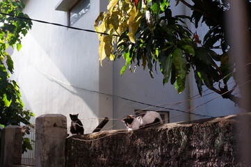 Obraz premium cats on the wall