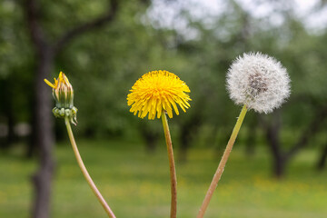 Unblown, yellow and fluffy dandelion on a blurred background. The concept of birth, youth and old age.