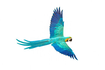 Colorful macaw parrot flying isolated on white.