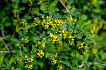 Obraz premium Closeup of the blossoms of common barberry