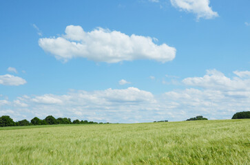 Obraz premium Bavarian nature, rye field