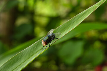 fly on leaf