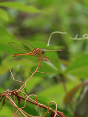 dragonfly on a branch