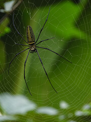 spider on the web