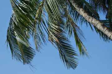 Coconut leaf with blue sky