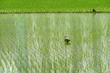 Farmland filled with water and cultivated crops