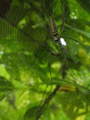 spider on the web