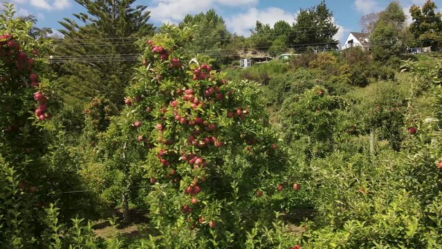 Huge red apple fruit on loaded branches in orchard, Motueka, New Zealand. Food production - drone close up