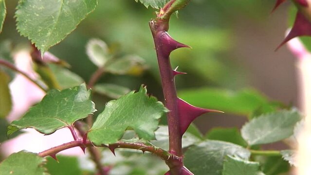 Dangerous and harmful thorns on a rose bush in a garden amongst the foliage