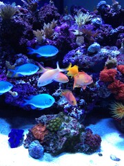 Naklejka na ściany i meble Coral reef with many tropical fish.