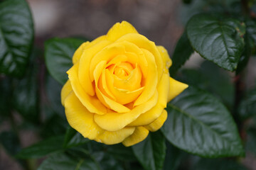 single yellow rose