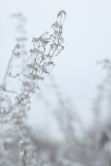 Plants in ice glaze outdoors on winter day, closeup. Space for text
