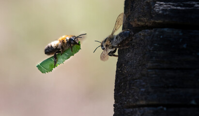 Fluganlieferung der Blattschneiderbiene