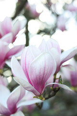 Fototapeta na wymiar Magnolia tree with beautiful flower outdoors, closeup. Awesome spring blossoms
