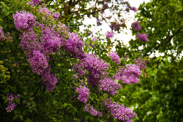 Obraz premium Beautiful blossoming pink lilac growing in garden