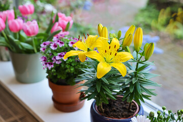 Many beautiful blooming potted plants on windowsill indoors