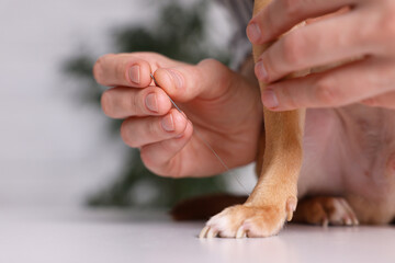 Veterinary holding acupuncture needle near dog's paw indoors, closeup. Animal treatment