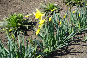 Closed buds and one yellow flower of narcissus in mid March