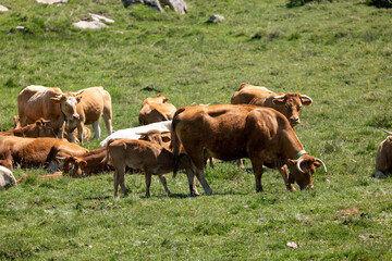 cows in a field