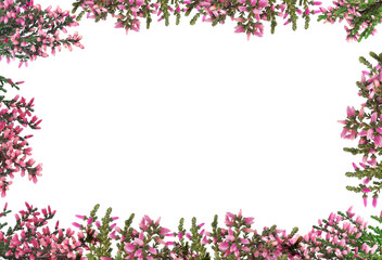 Frame of heather branches with beautiful flowers on white background, top view. Space for text - obrazy, fototapety, plakaty