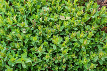 Fototapeta na wymiar Hypericum perforatum, St John's wort, common or perforate St John's-wort. Medicinal plants