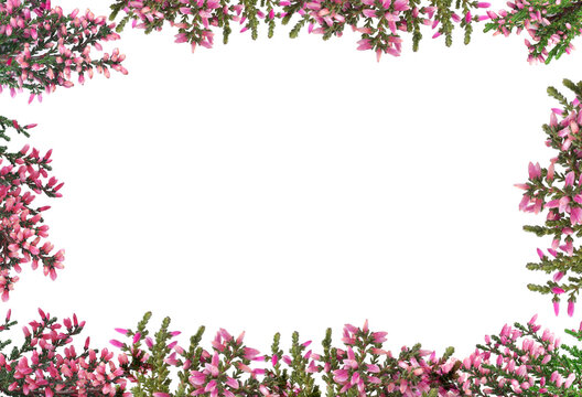 Frame of heather branches with beautiful flowers on white background, top view. Space for text