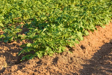 Potato field in the Czech Republic - Europe. Potato growing. Agricultural farm. Food production. Green potato field.