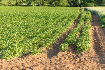 Potato field in the Czech Republic - Europe. Potato growing. Agricultural farm. Food production. Green potato field.